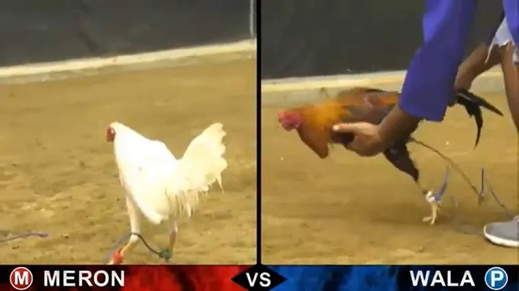 Bật Mí Cách Chơi Đá Gà Sabong Tại SonClub Cực Dễ Thắng Lớn